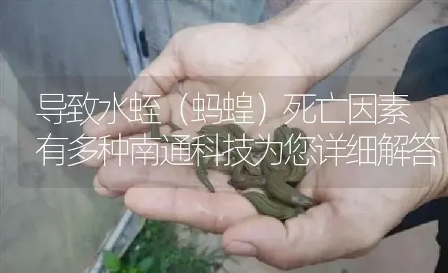 导致水蛭（蚂蝗）死亡因素有多种南通科技为您详细解答 | 特种养殖