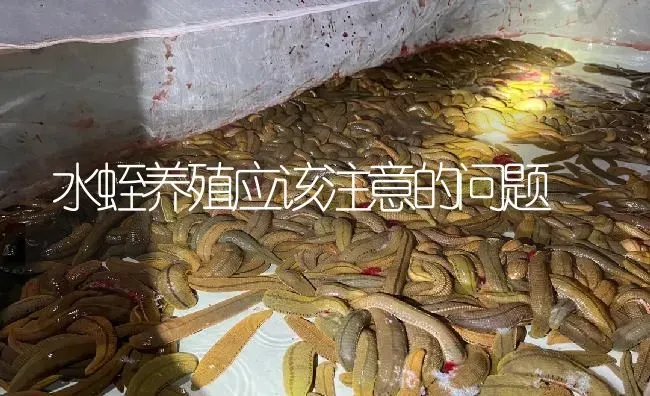 水蛭养殖应该注意的问题 | 特种养殖