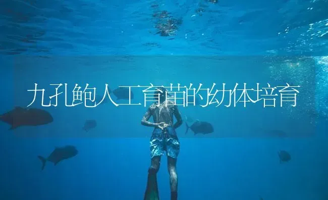 九孔鲍人工育苗的幼体培育 | 海水养殖