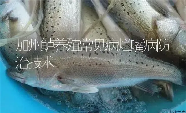 加州鲈养殖常见病烂嘴病防治技术 | 淡水养殖