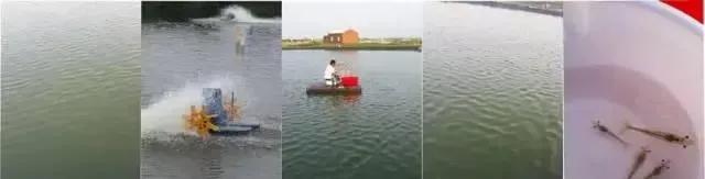 尾茬南美白对虾投苗的关键控点