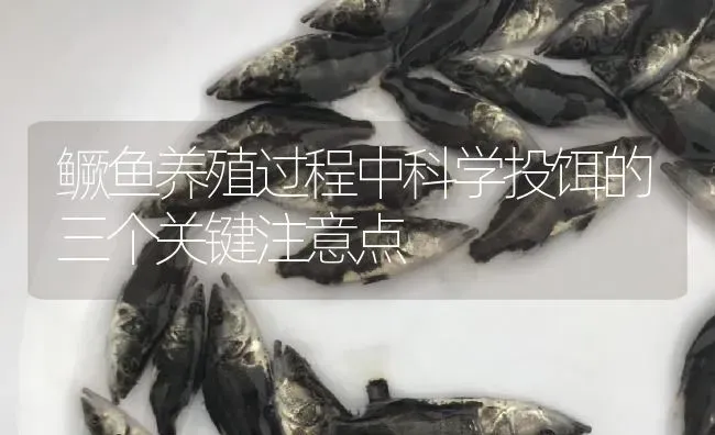 鳜鱼养殖过程中科学投饵的三个关键注意点 | 淡水养殖