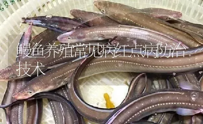 鳗鱼养殖常见病红点病防治技术 | 淡水养殖