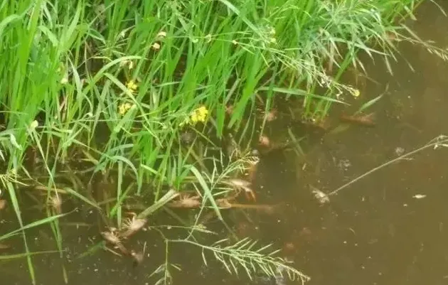 小龙虾为何会浮头？养殖户应该如何防控？