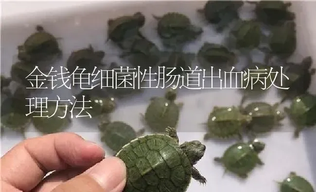 金钱龟细菌性肠道出血病处理方法 | 淡水养殖