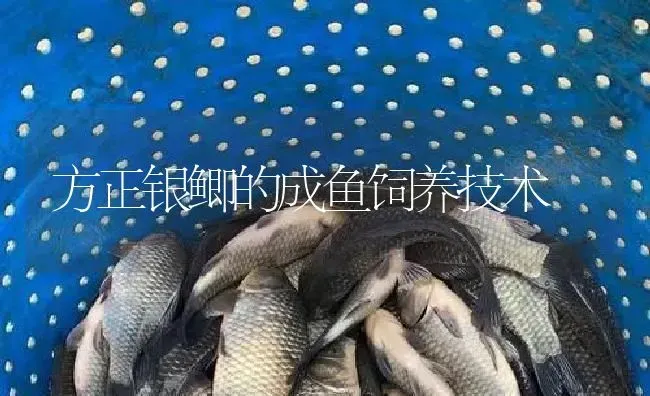 方正银鲫的成鱼饲养技术 | 淡水养殖