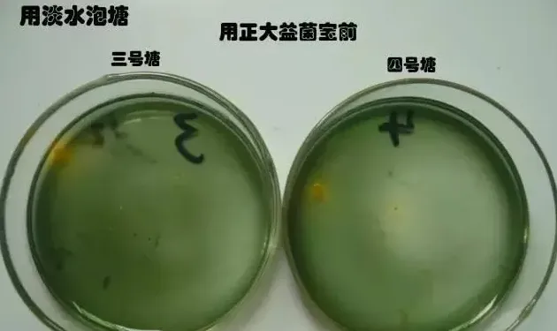 淡水能杀菌？对虾养殖户放苗前用淡水泡塘确实能抑制弧菌！