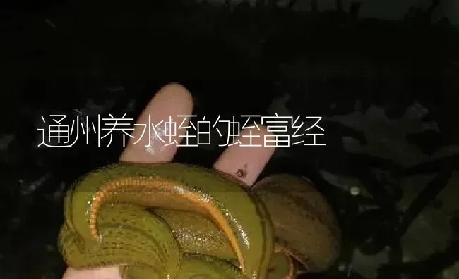 通州养水蛭的蛭富经 | 特种养殖