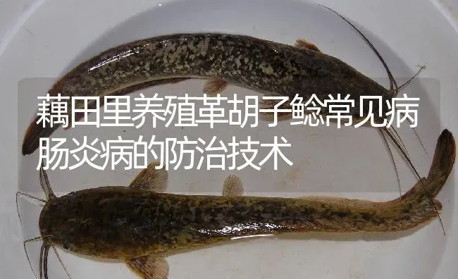 藕田里养殖革胡子鲶常见病肠炎病的防治技术 | 淡水养殖