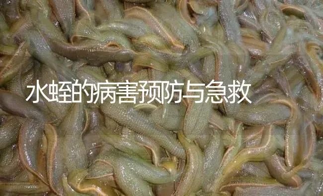 水蛭的病害预防与急救 | 特种养殖
