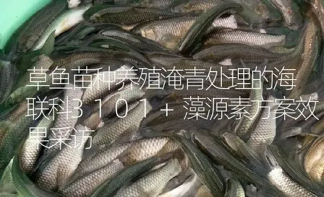 草鱼苗种养殖淹青处理的海联科3101+藻源素方案效果采访 | 淡水养殖