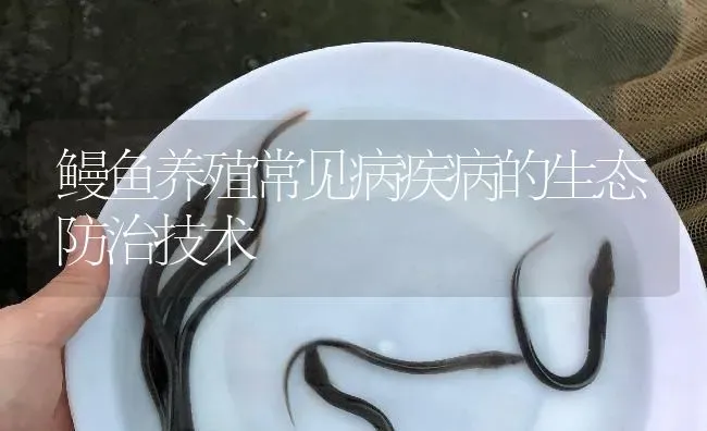 鳗鱼养殖常见病疾病的生态防治技术 | 淡水养殖