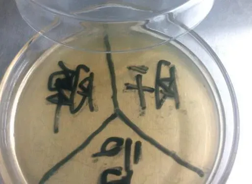 开春以后，罗非鱼死亡的秘密到底在哪里？