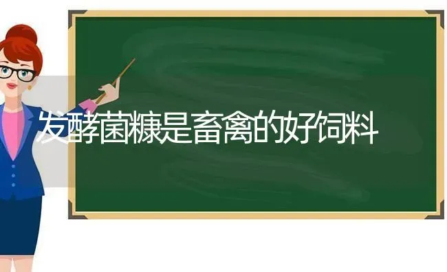 发酵菌糠是畜禽的好饲料 | 动物养殖饲料