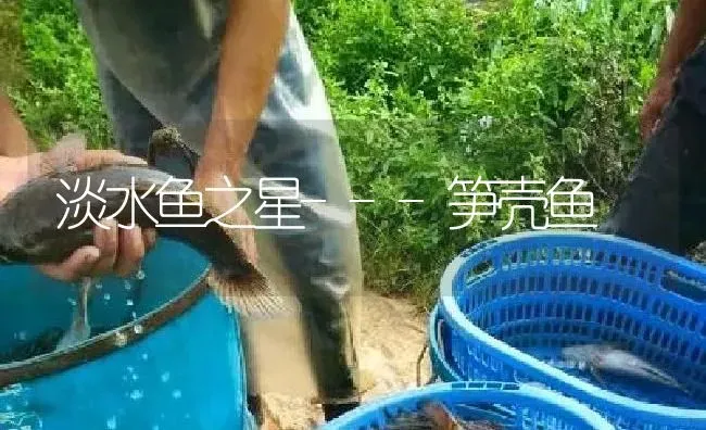 淡水鱼之星---笋壳鱼 | 淡水养殖