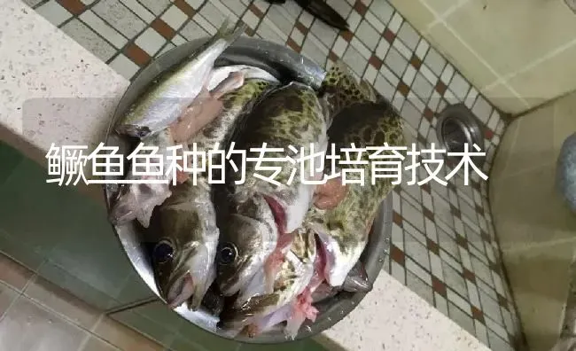 鳜鱼鱼种的专池培育技术 | 淡水养殖