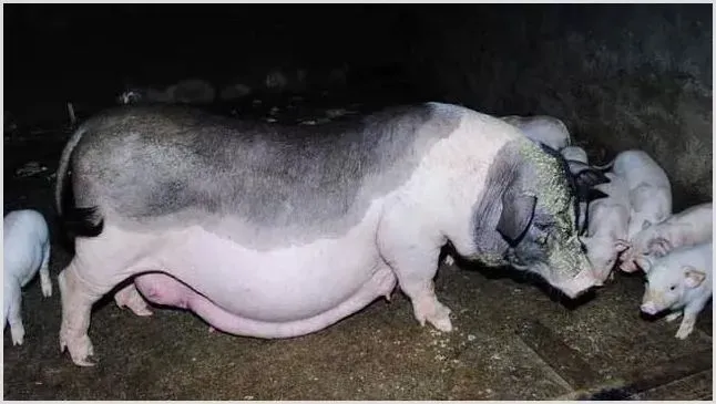 夏季高温母猪饲养管理4个要点 | 农业养殖科普