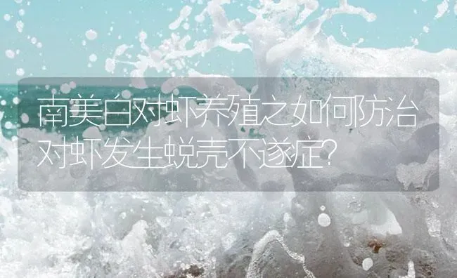 南美白对虾养殖之如何防治对虾发生蜕壳不遂症？ | 海水养殖