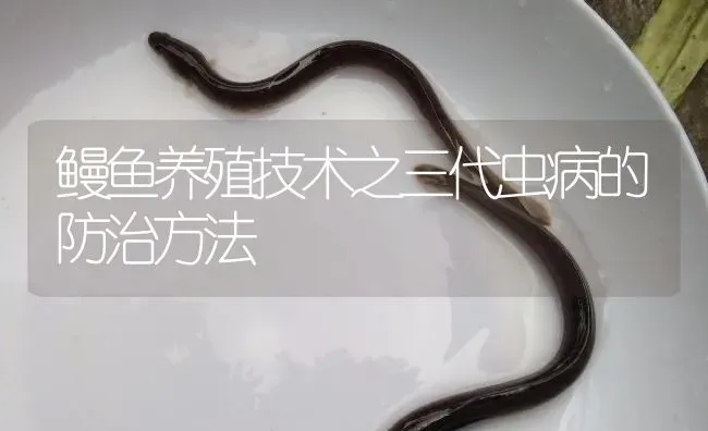 鳗鱼养殖技术之三代虫病的防治方法 | 淡水养殖
