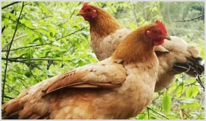 高温季节散养柴鸡注意事项 | 养殖动物技术