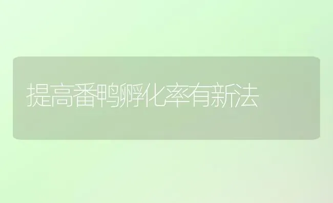 提高番鸭孵化率有新法 | 家禽养殖