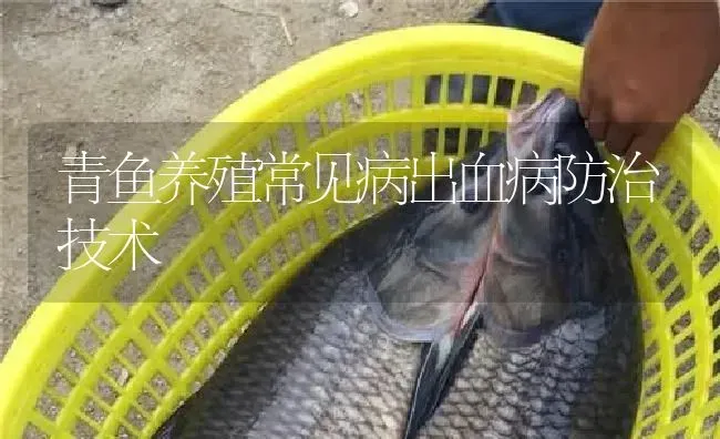 青鱼养殖常见病出血病防治技术 | 淡水养殖