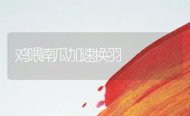 鸡喂南瓜加速换羽 | 家禽养殖