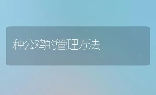 种公鸡的管理方法 | 家禽养殖