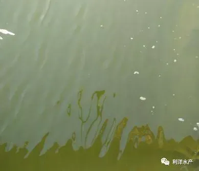 东北地区越冬后鱼塘常见问题及处理