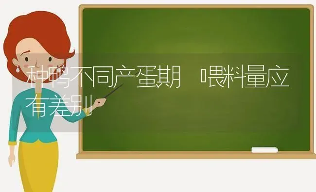 种鸭不同产蛋期 喂料量应有差别 | 家禽养殖