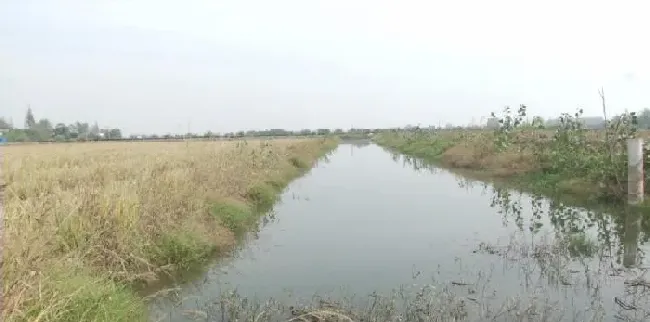 如何“养好”小龙虾？种好水草太关键！水草选不对，一年都白费