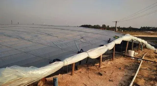 天寒地冻难不倒，冬棚对虾养殖做到这些发发发！