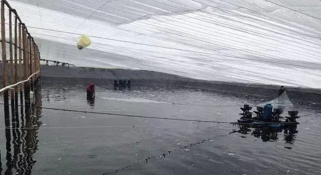 天寒地冻难不倒，冬棚对虾养殖做到这些发发发！