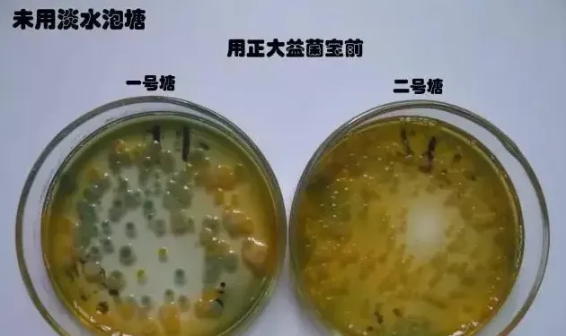 淡水能杀菌？对虾养殖户放苗前用淡水泡塘确实能抑制弧菌！