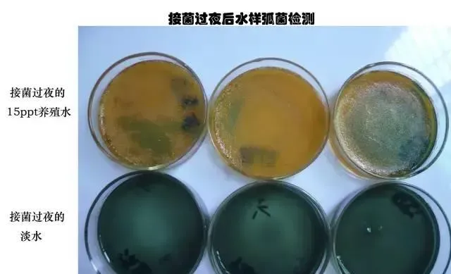 淡水能杀菌？对虾养殖户放苗前用淡水泡塘确实能抑制弧菌！