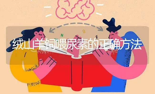 绒山羊饲喂尿素的正确方法 | 家畜养殖