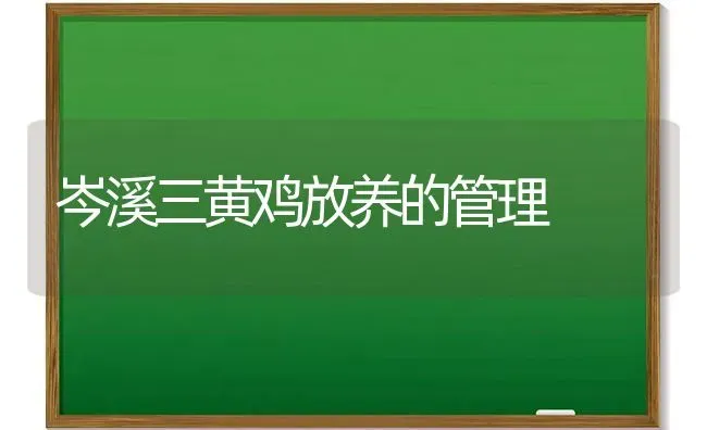 岑溪三黄鸡放养的管理 | 家禽养殖