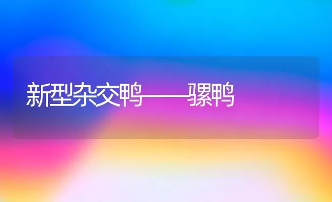 新型杂交鸭——骡鸭 | 家禽养殖