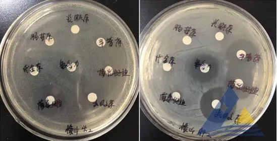 [每周一例]黄颡鱼混合感染鮰爱德华氏菌与弧菌