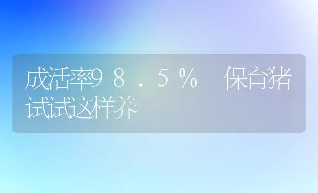 成活率98.5% 保育猪试试这样养 | 家畜养殖