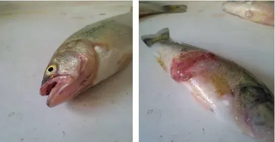 “双菌”组合防治加州鲈烂嘴病案例