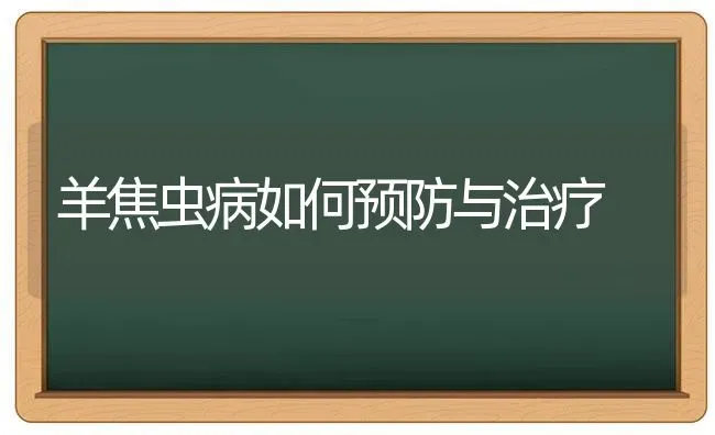 羊焦虫病如何预防与治疗 | 家畜养殖
