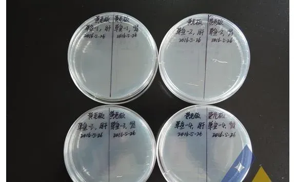 网箱养殖草鱼感染草鱼出血病病毒发病死亡一例