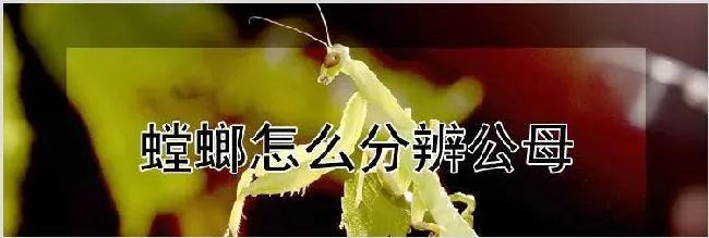 螳螂怎么分辨公母 | 动物饲养方法