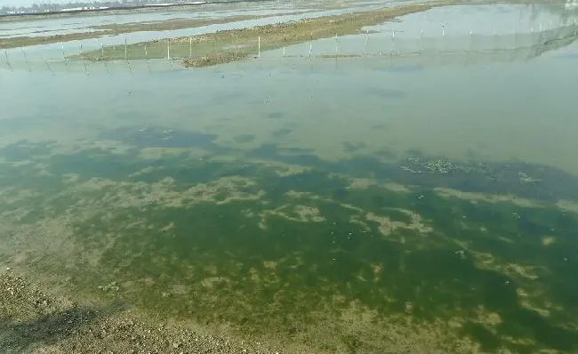 河蟹池塘青苔问题解析