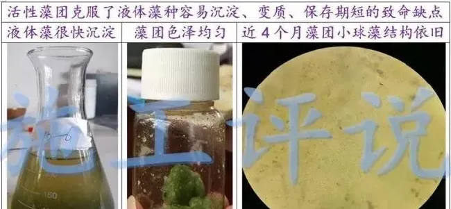 对虾养殖户培藻的时候是否可以不开增氧机？