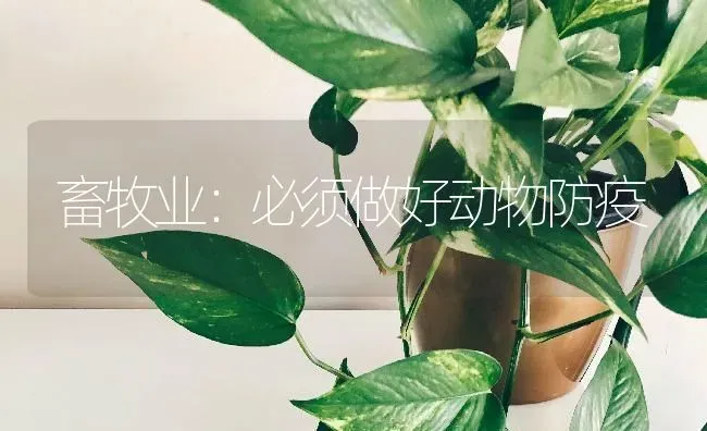 畜牧业：必须做好动物防疫 | 家畜养殖