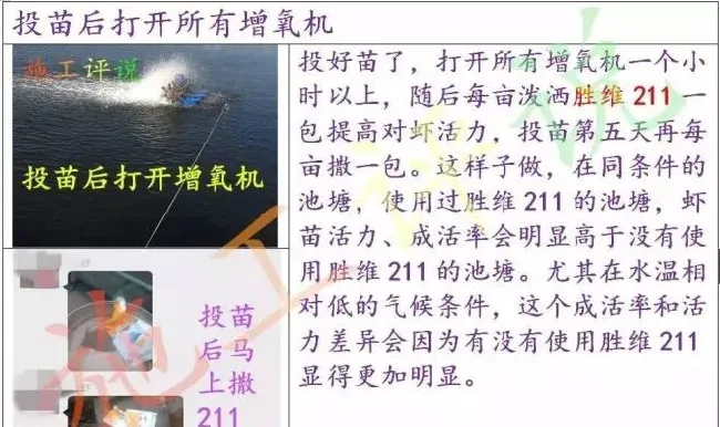 南美白对虾养殖户如何做正确选苗投苗？