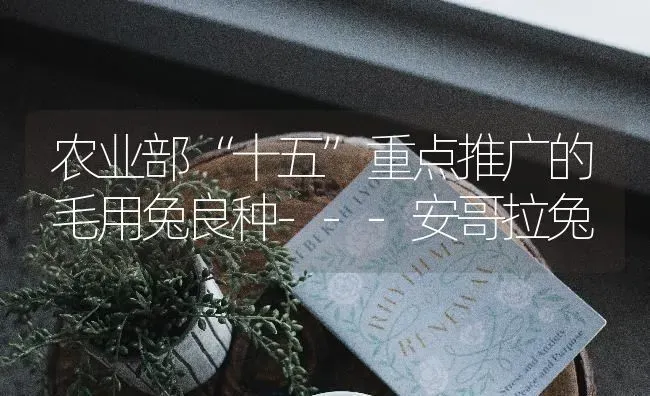 农业部“十五”重点推广的毛用兔良种---安哥拉兔 | 家畜养殖
