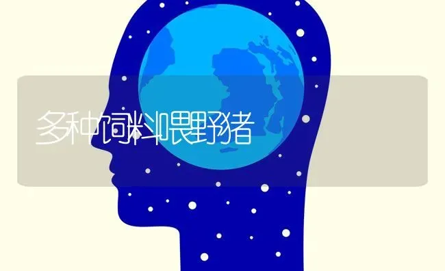 多种饲料喂野猪 | 家畜养殖